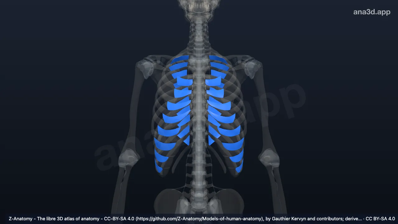 Modelo 3D: Articulações fibrosas do tórax
