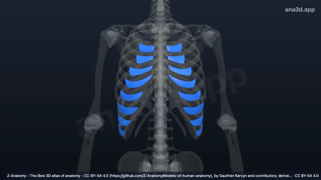 Modelo 3D: Membrana intercostal externa