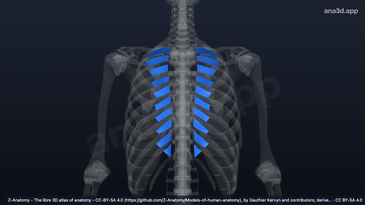 3D model: internal intercostal membrane