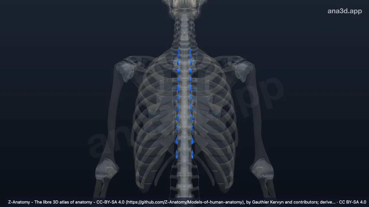 Modelo 3D: Articulaciones costovertebrales