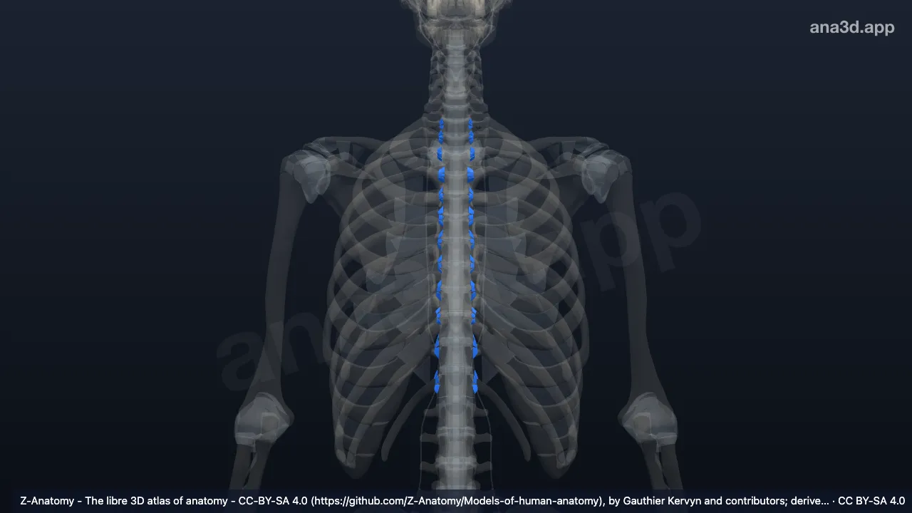 Modèle 3D : Articulation de la tête costale