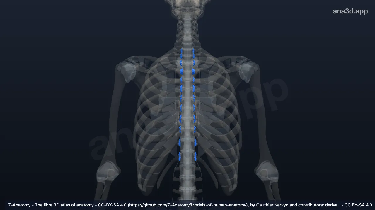 Modelo 3D: Ligamento radiado da cabeça da costela