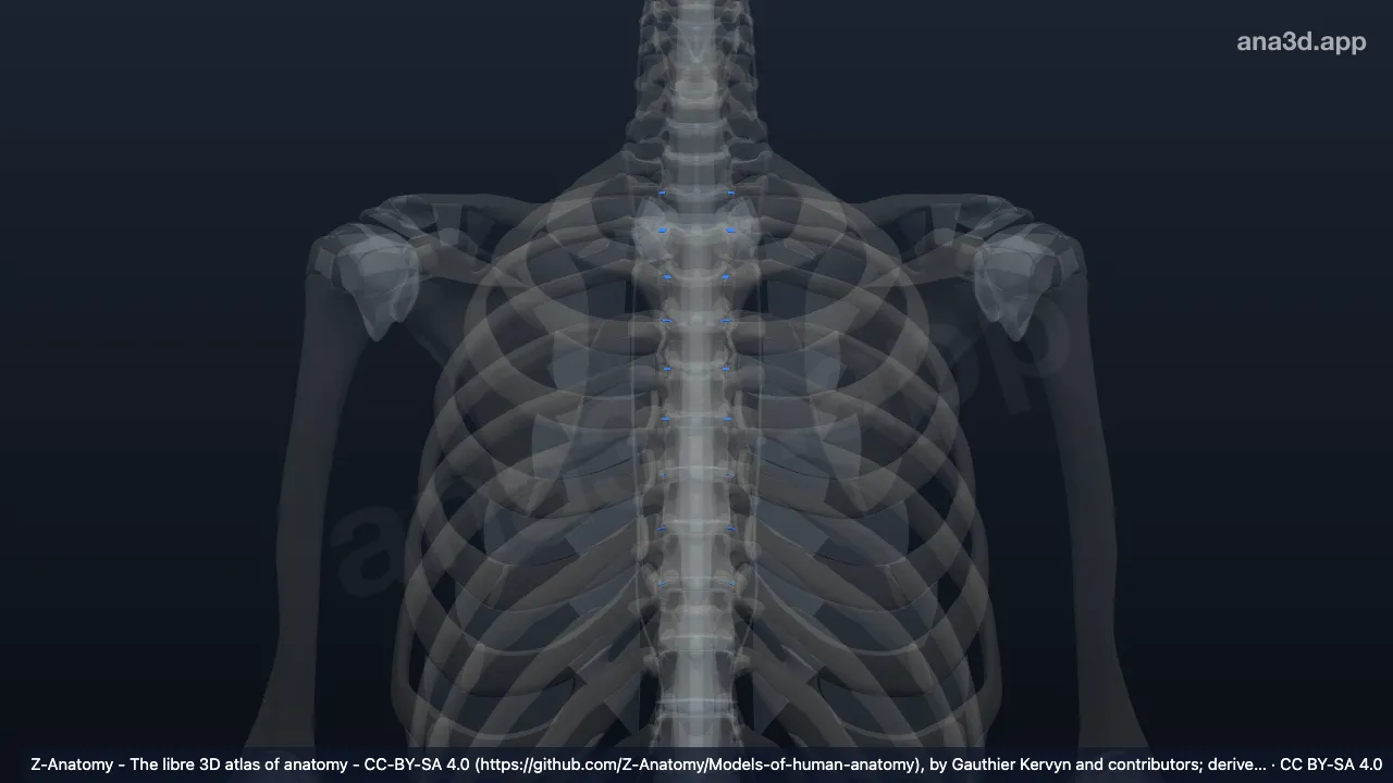 Modelo 3D: Ligamento intra-articular da cabeça da costela