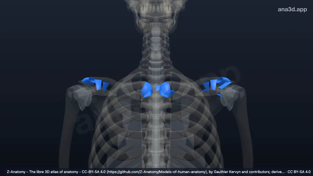 Modèle 3D : Articulations de la ceinture scapulaire