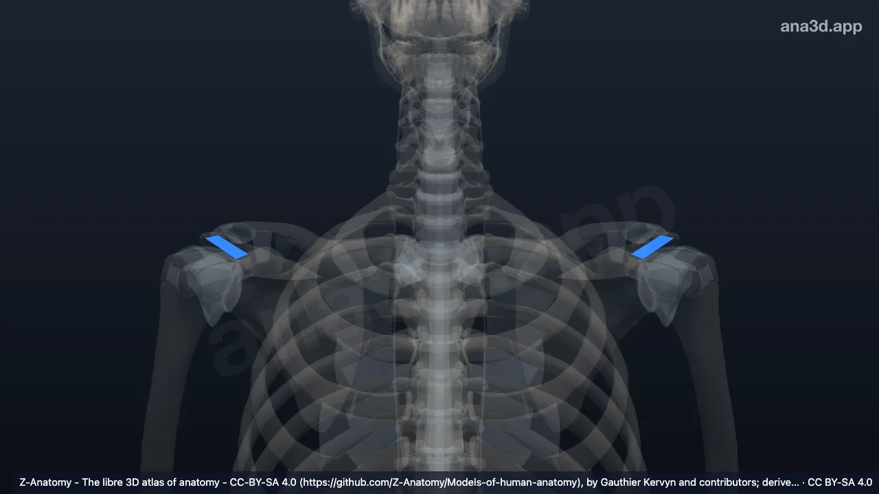 Modelo 3D: Ligamento coraco-acromial