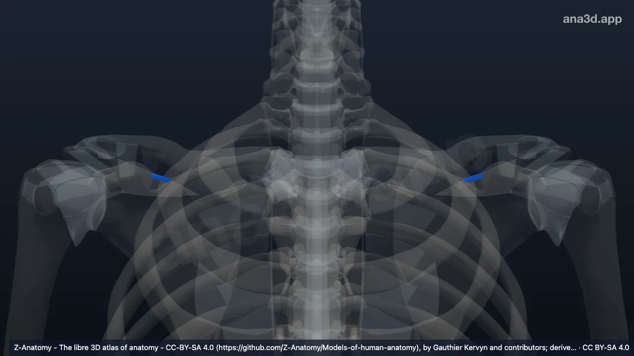 3D model: superior transverse scapular ligament