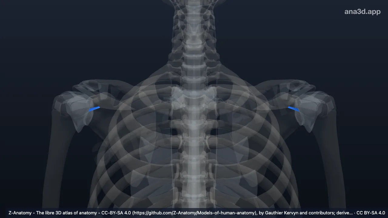 Modelo 3D: Ligamento escapular transverso inferior