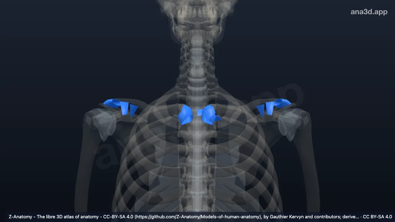 3D 模型：上肢带滑膜关节