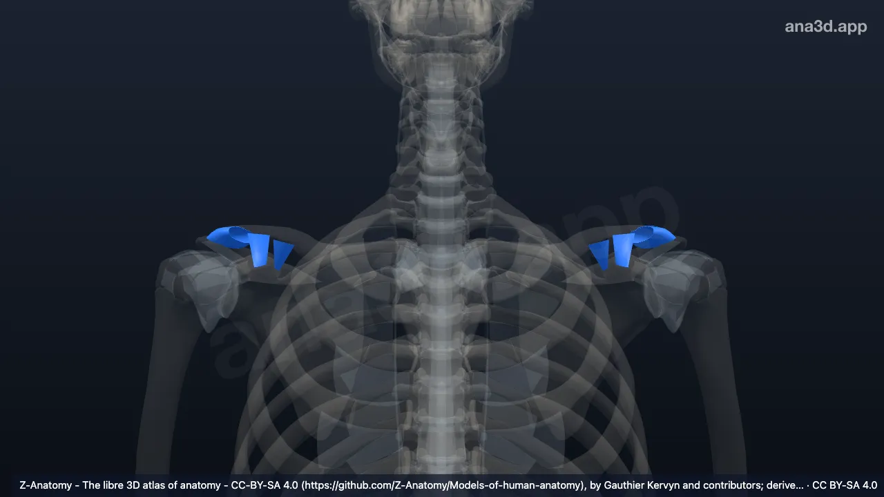 Modelo 3D: Articulação acromioclavicular