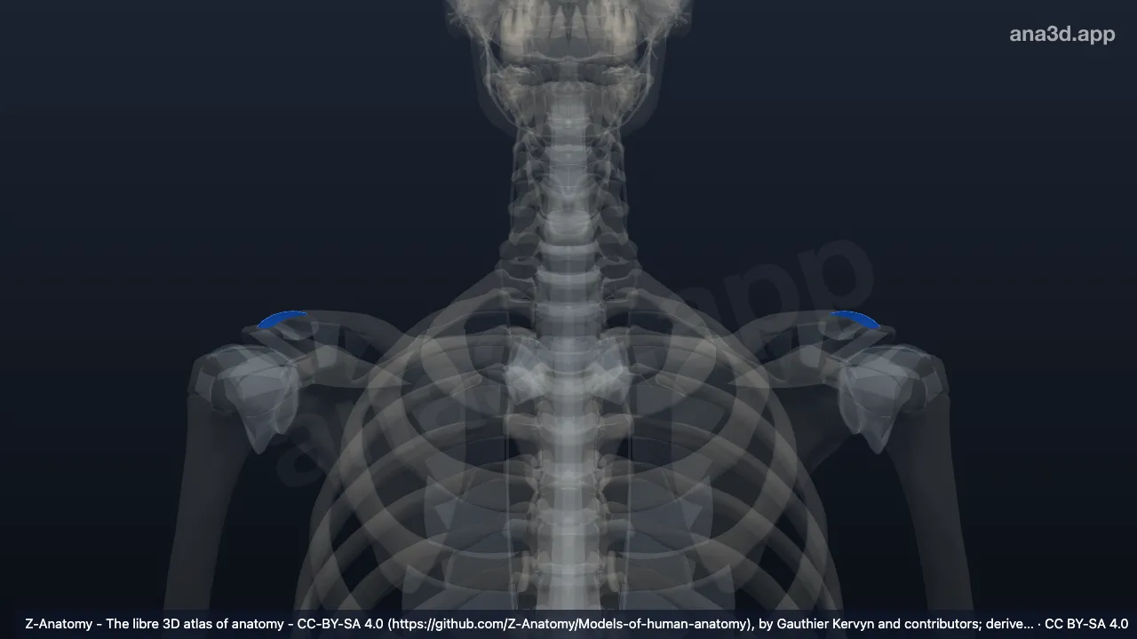 3D model: acromioclavicular ligament