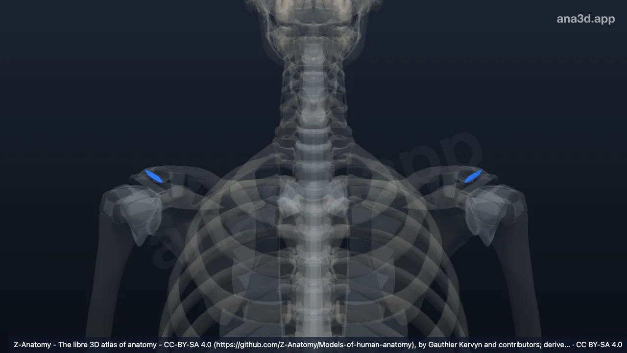 3D model: articular disc of acromioclavicular joint