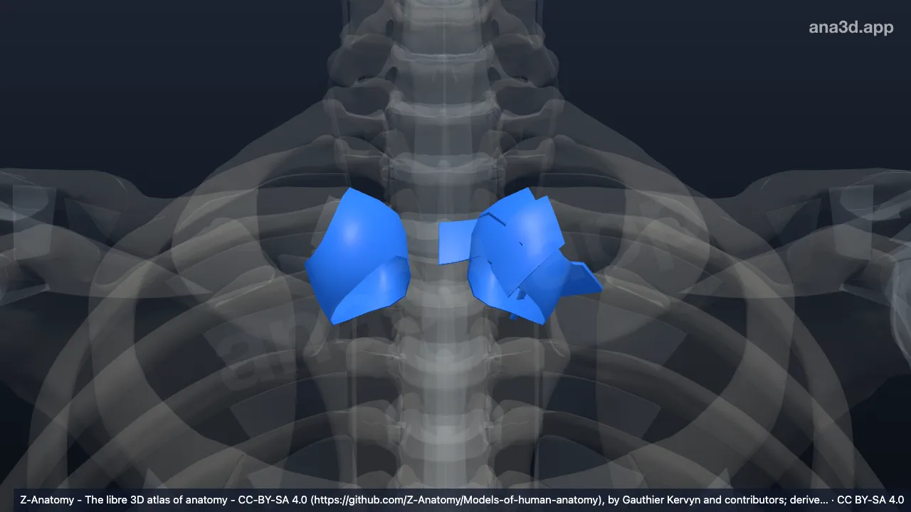 Modelo 3D: Articulación esternoclavicular