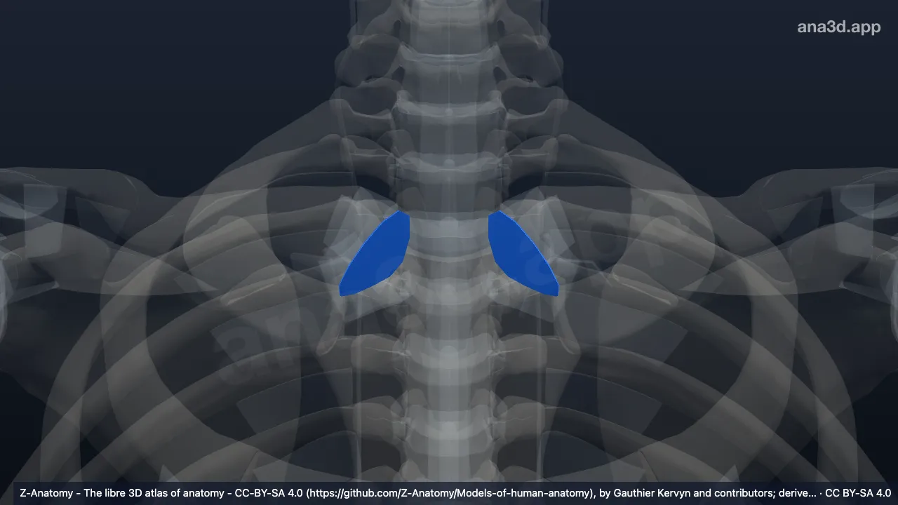3D model: articular disc of sternoclavicular joint