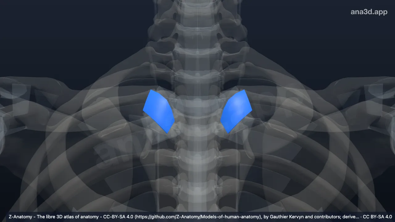 Modelo 3D: Ligamento esternoclavicular anterior