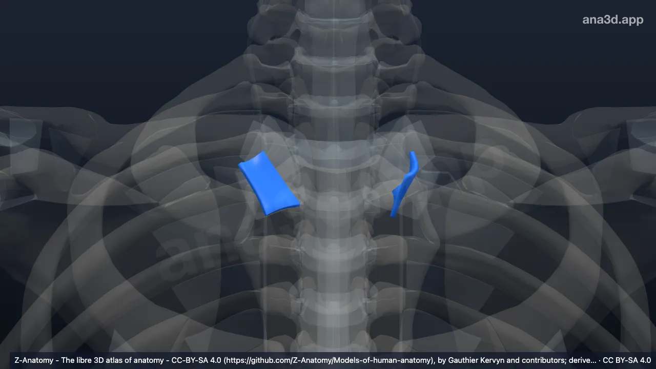 Modelo 3D: Ligamento esternoclavicular posterior