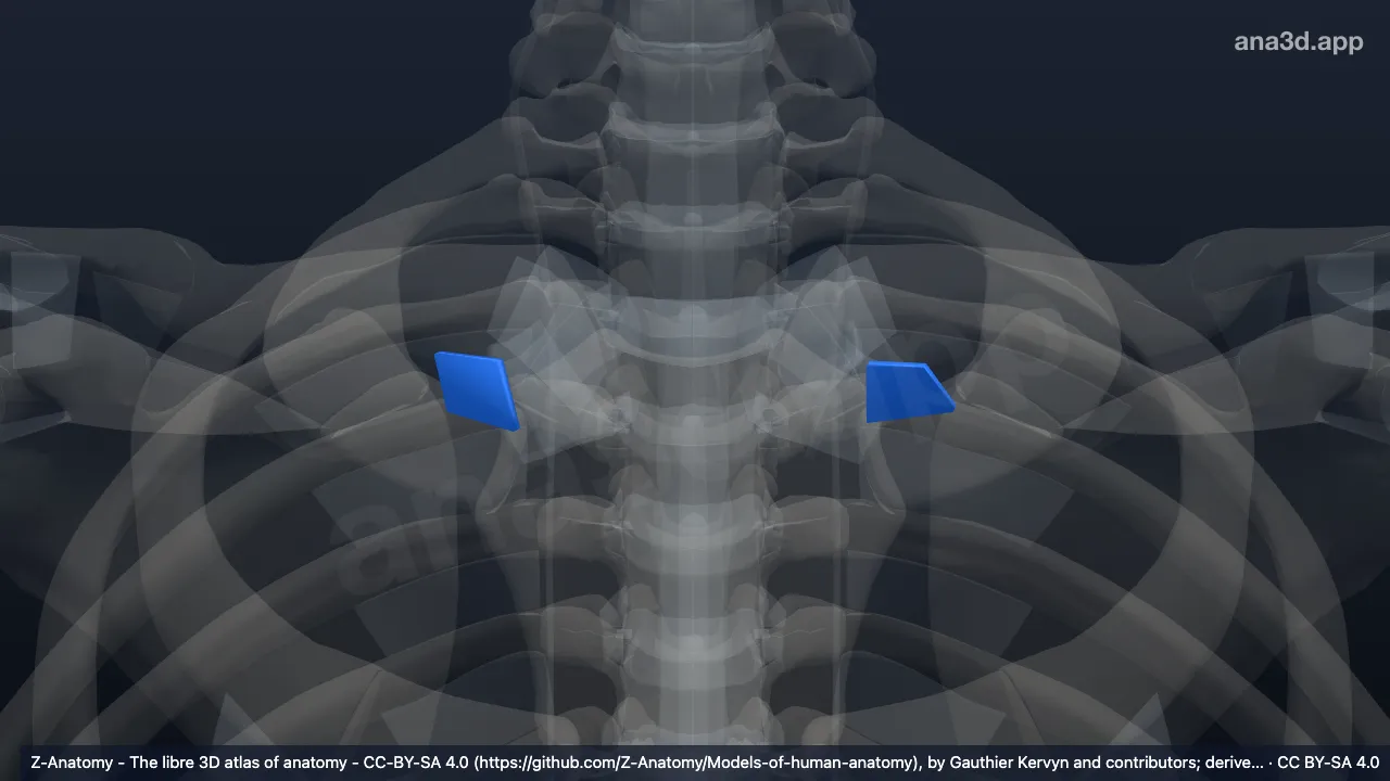 3D model: costoclavicular ligament