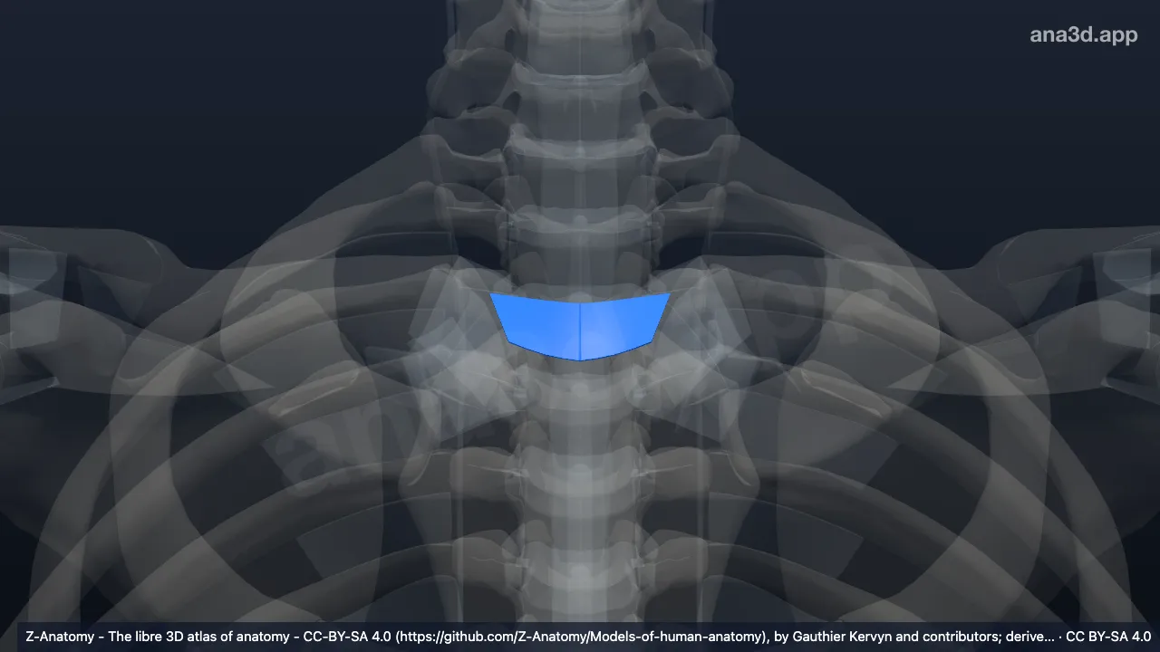 3D model: interclavicular ligament