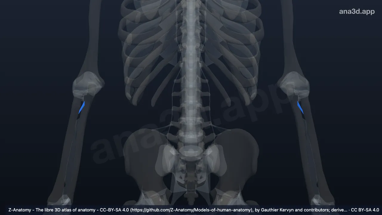 Modèle 3D : Corde oblique