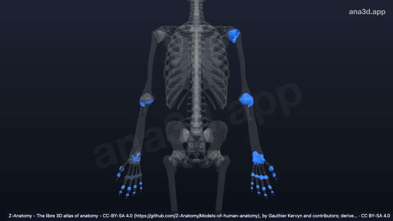Modelo 3D: Art. sinoviales de la parte libre del miembro superior