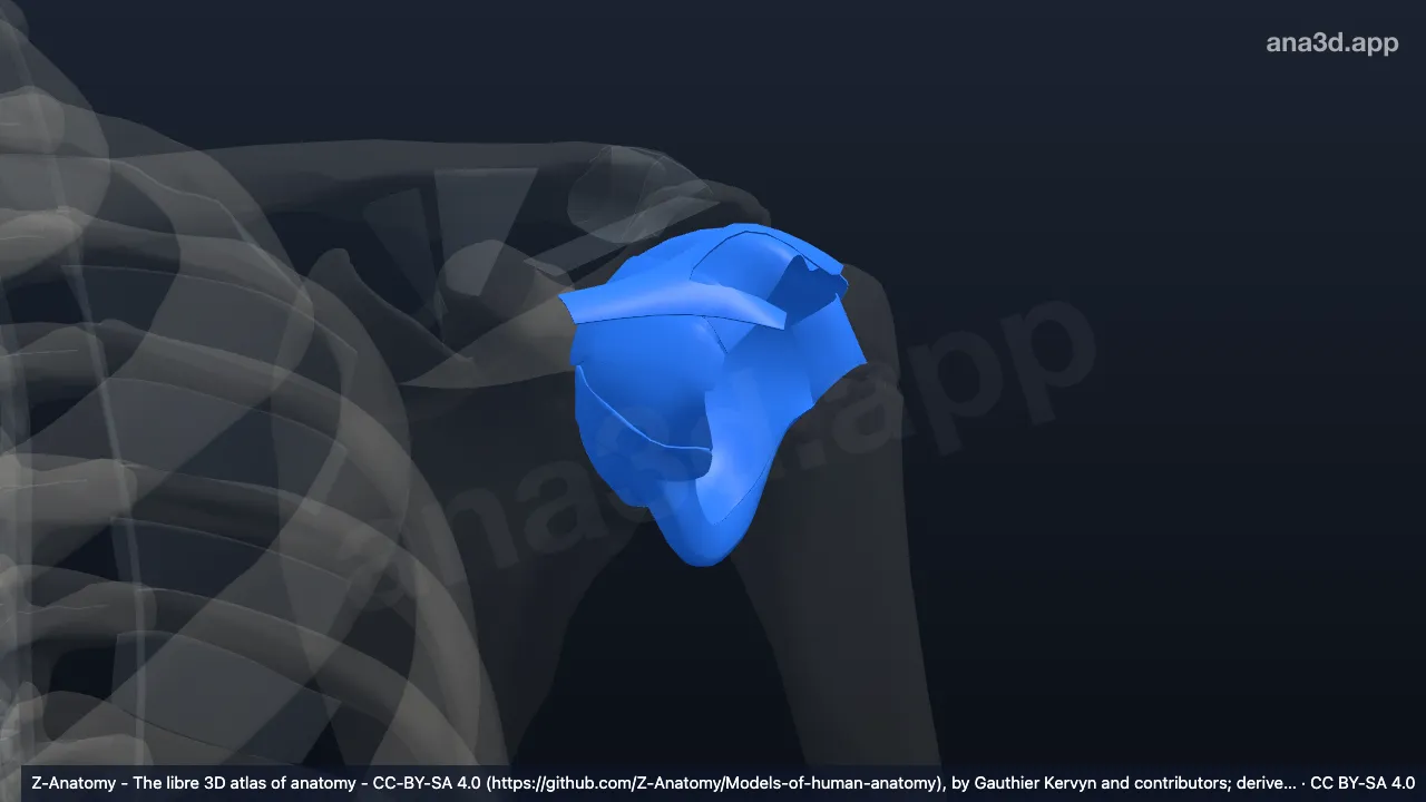 Shoulder joint: anatomy, location and function