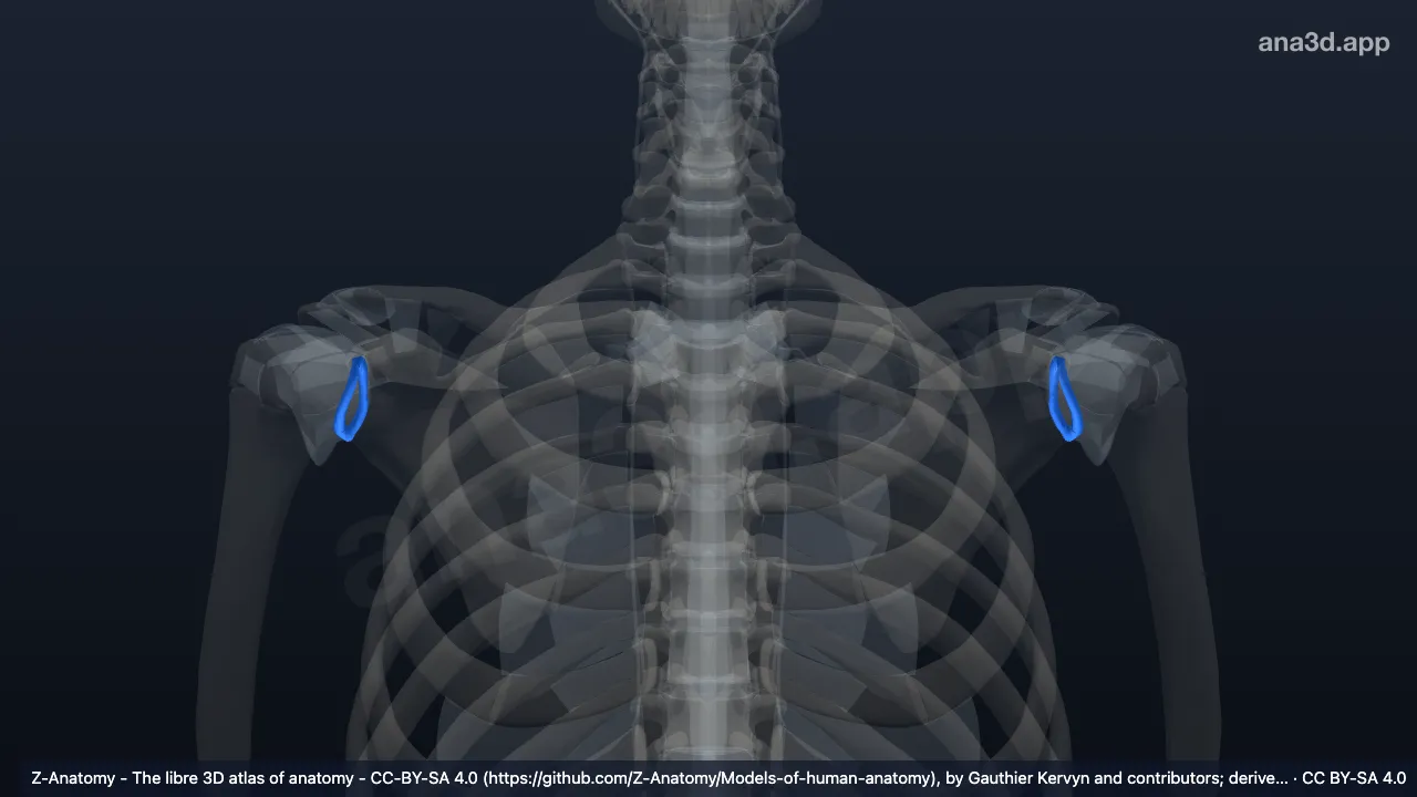 3D model: glenoid labrum