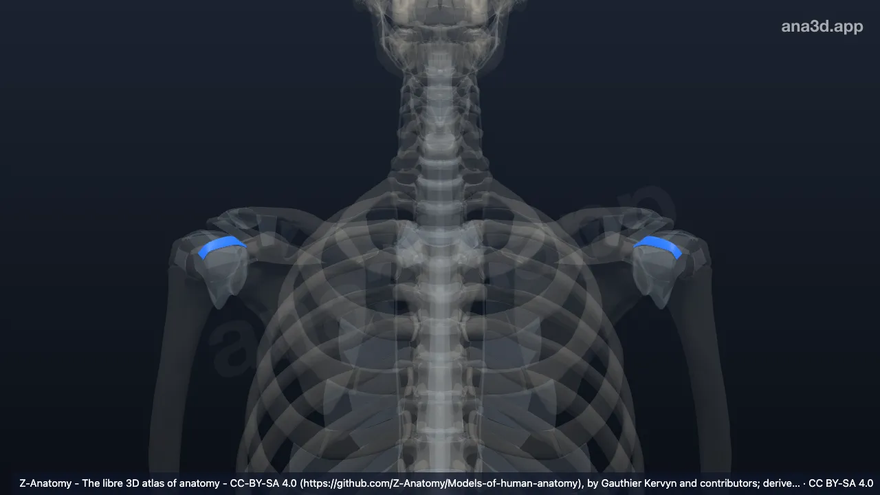 3D model: superior glenohumeral ligament