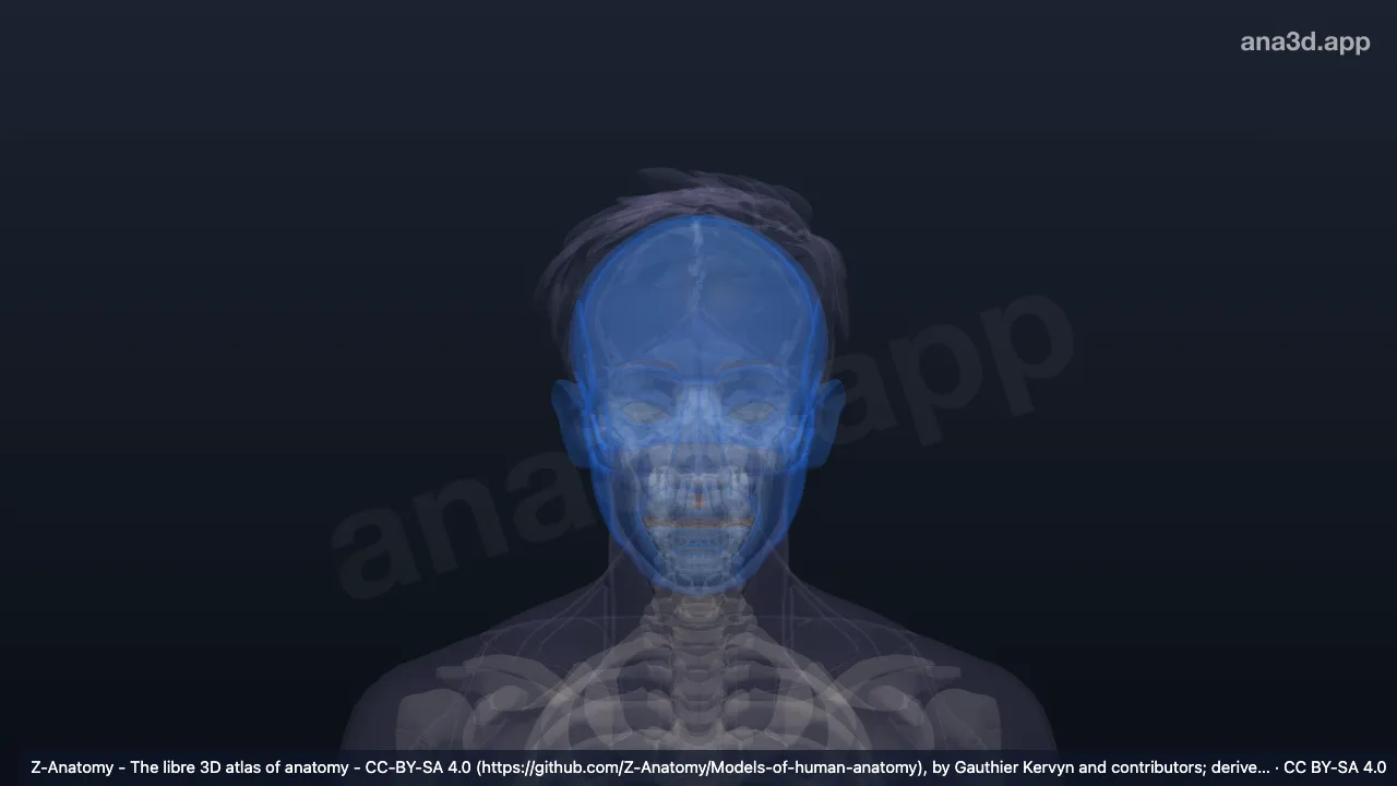 3D-Modell: Kopfregionen