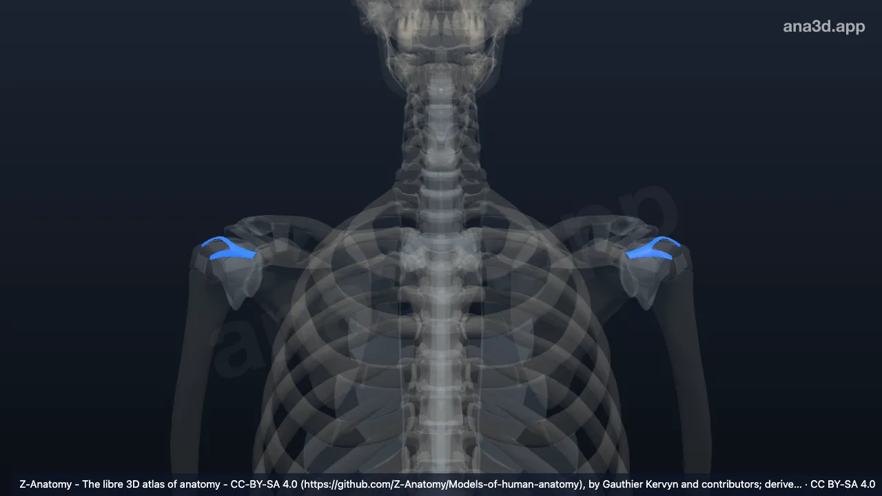 Modèle 3D : Ligament coracohuméral