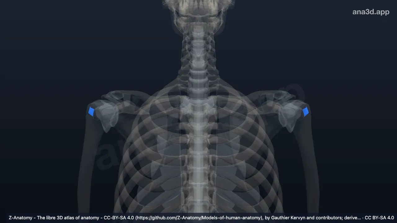 Modelo 3D: Ligamento transverso del humero