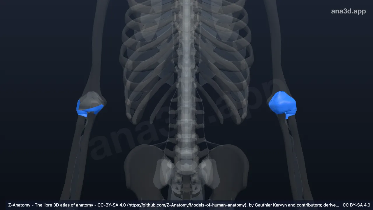 Modelo 3D: Articulación del codo