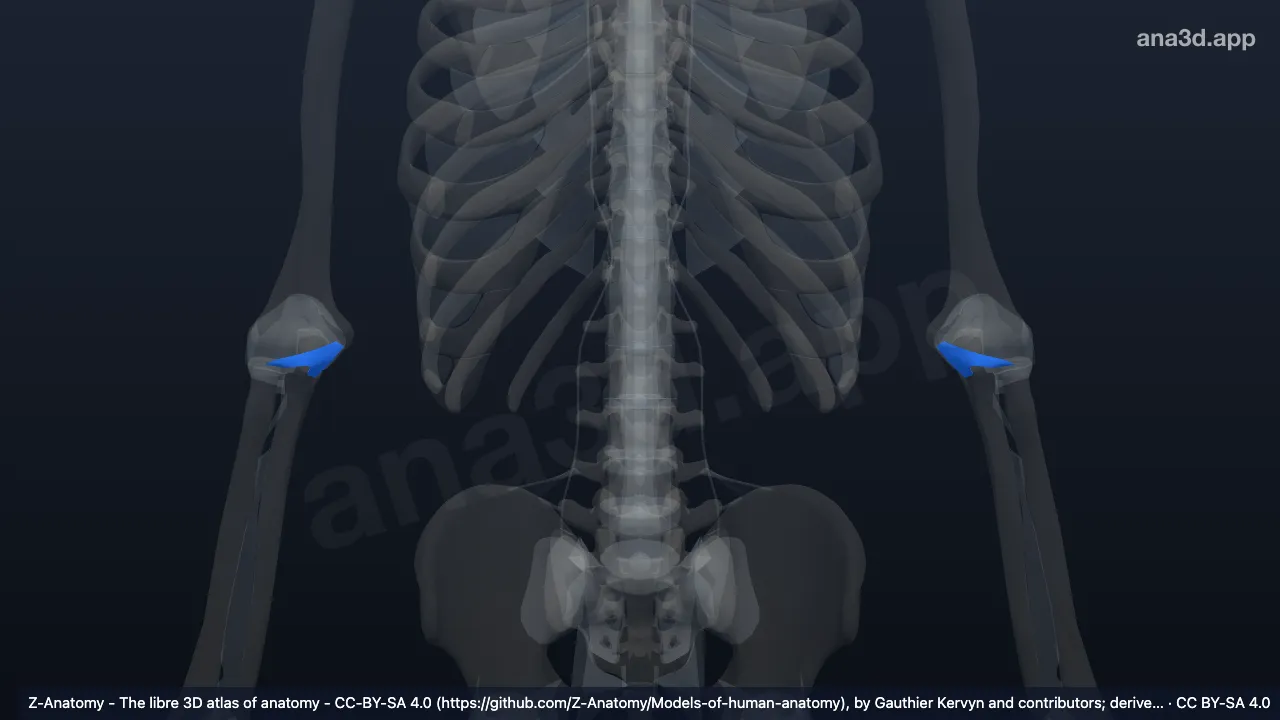 3D model: ulnar collateral ligament
