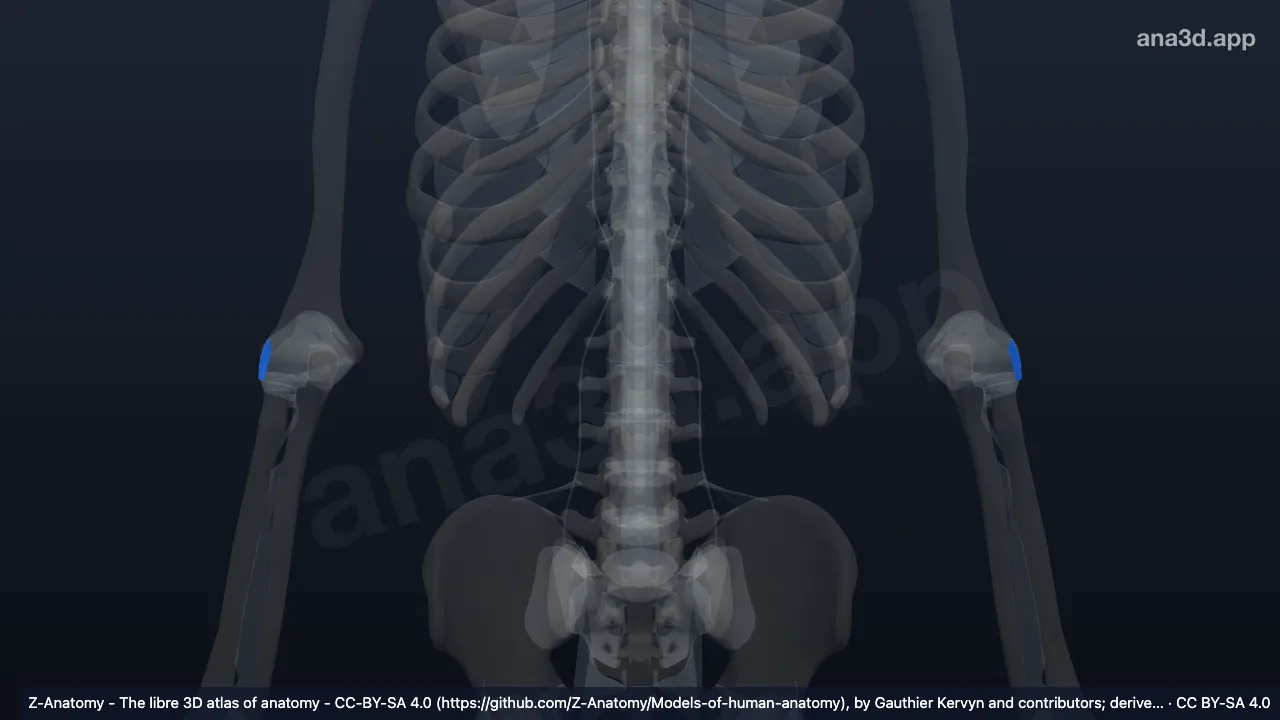 Modelo 3D: Ligamento colateral radial