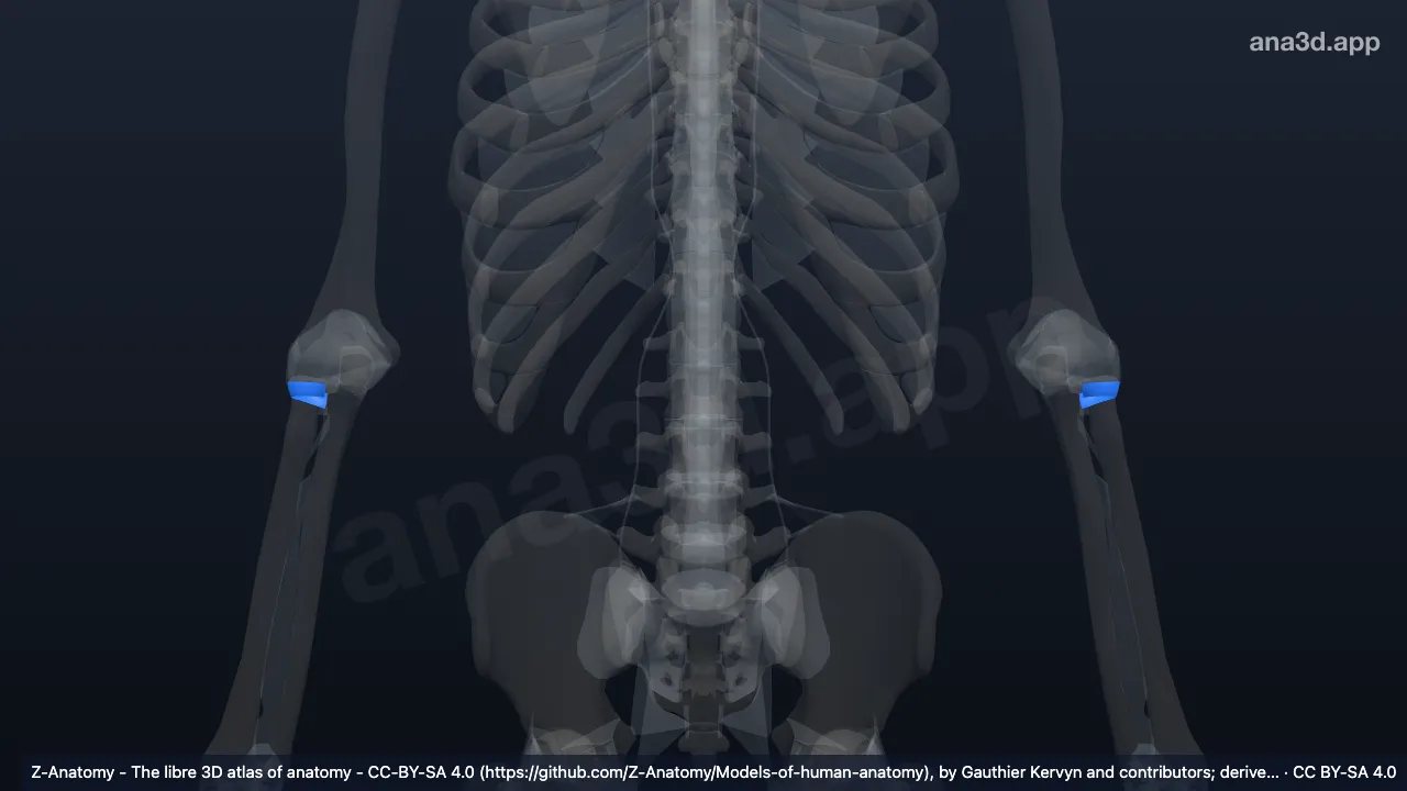 3D model: annular ligament of radius