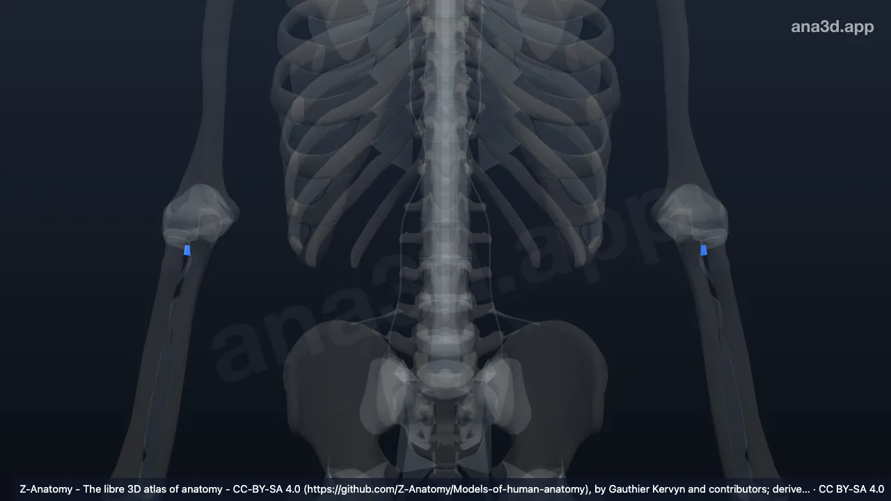 3D model: quadrate ligament