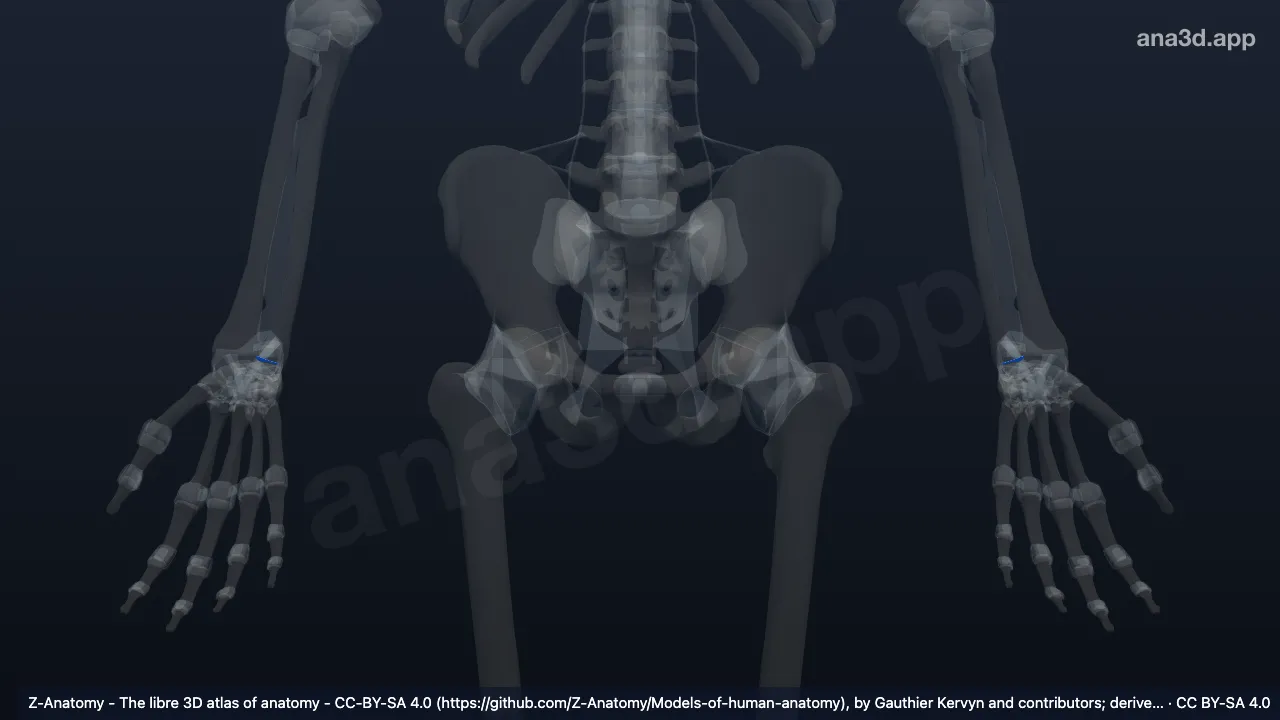 3D-Modell: Discus articularis der Articulatio radioulnaris distalis