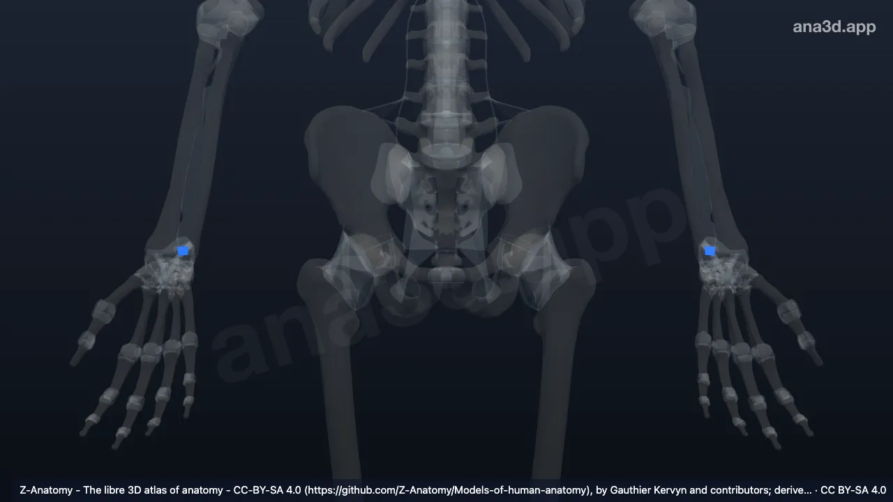 Modèle 3D : Ligament radio-ulnaire dorsal