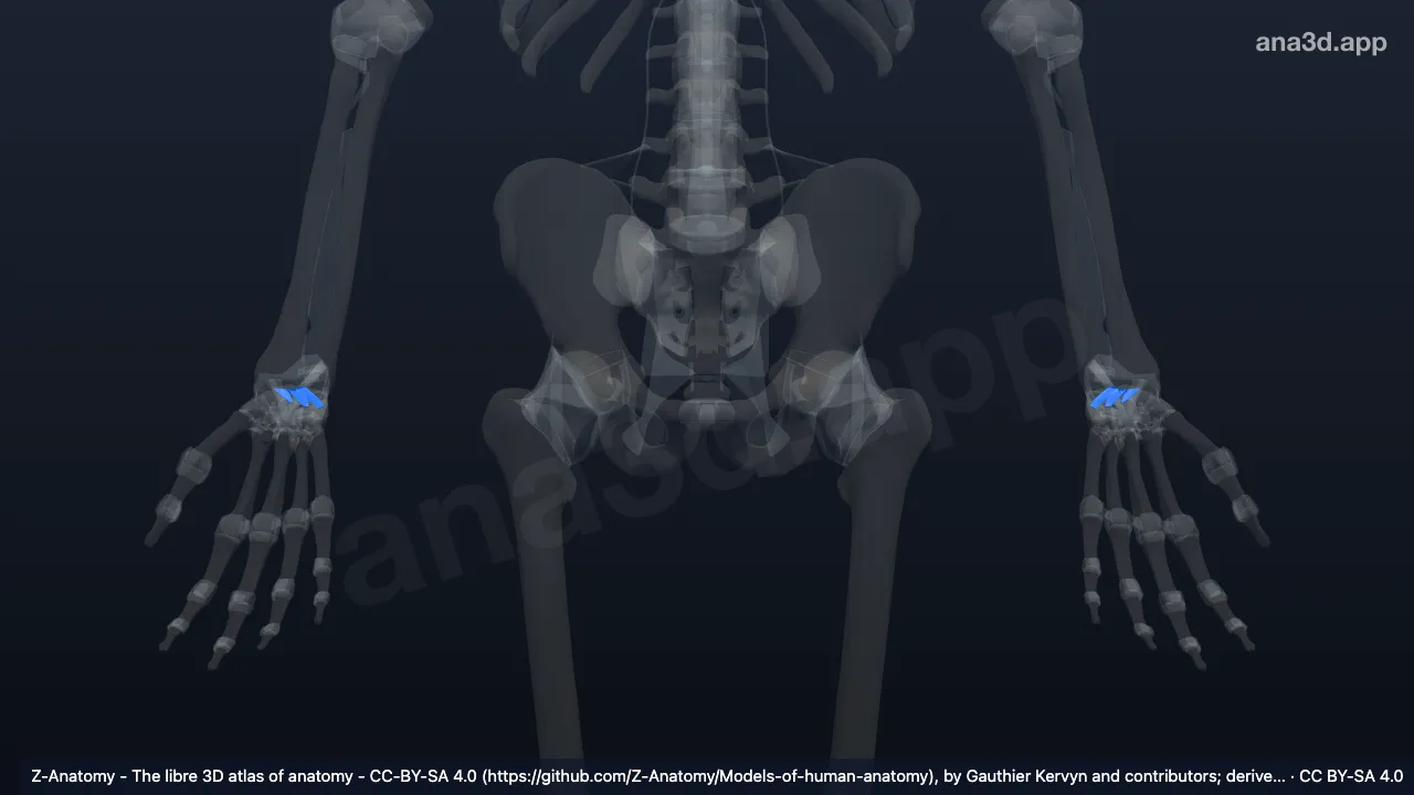 3D model: dorsal radiocarpal ligament