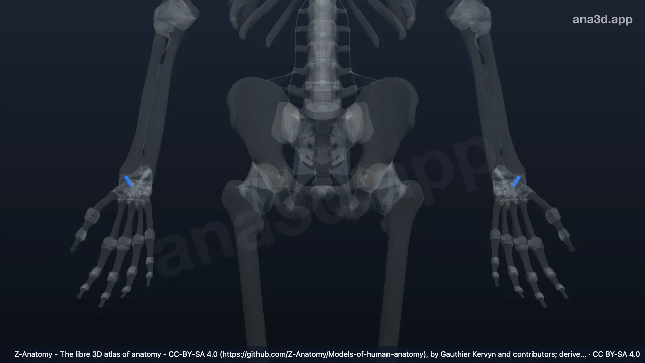 Modèle 3D : Ligament radio-scaphocapitatum