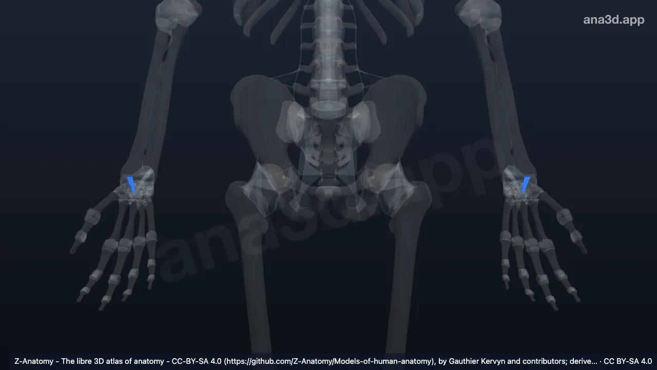 Modelo 3D: Ligamento radiocapitato
