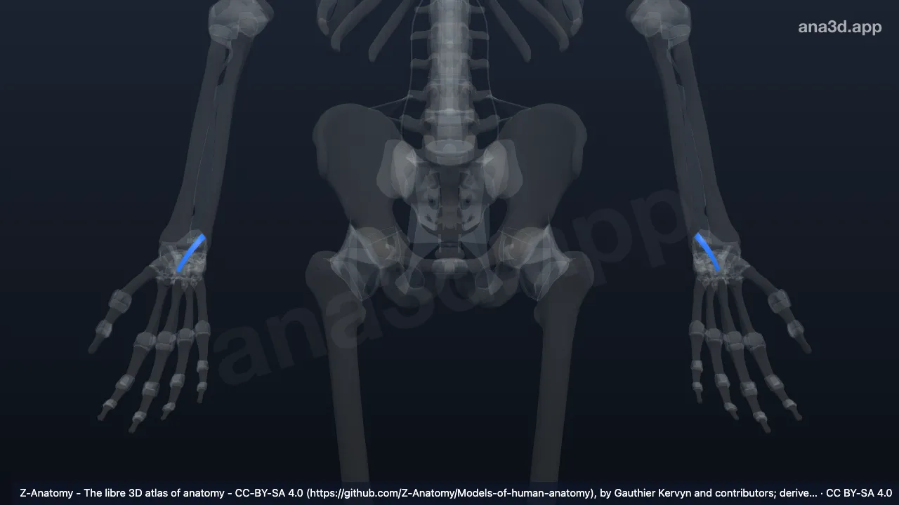 Modelo 3D: Ligamento ulnocapitato