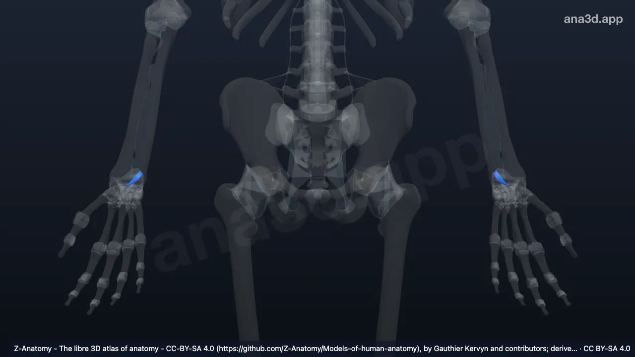 Modelo 3D: Ligamento ulnolunado
