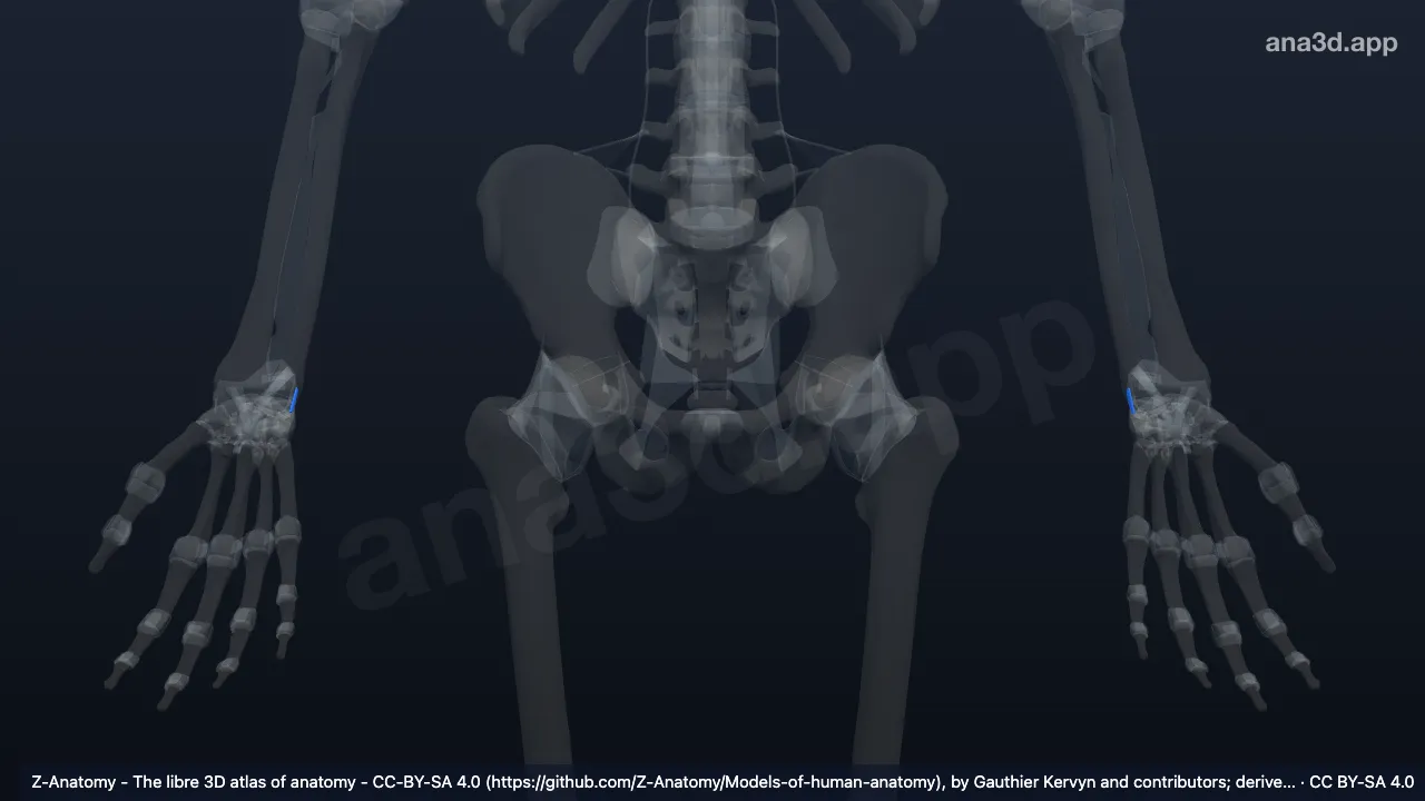 Modèle 3D : Ligament ulnotriquetrum