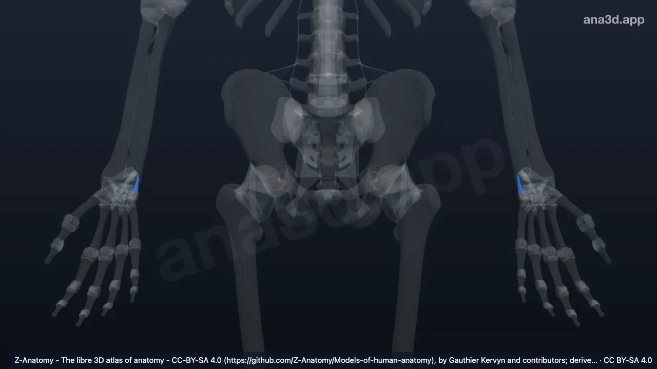 Modèle 3D : Ligament ulnopisiforme