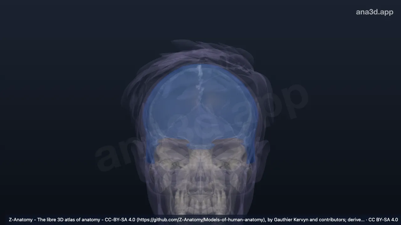 3D model: frontal region