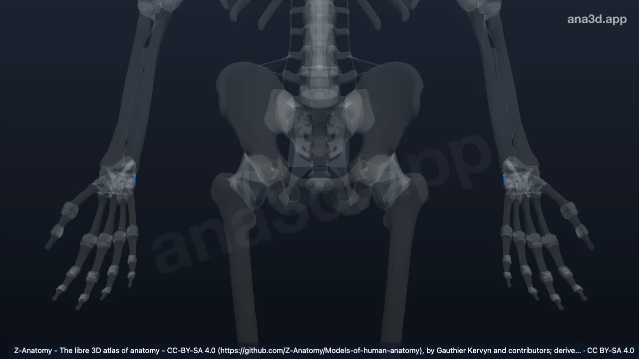 Modelo 3D: Ligamento colateral ulnar do carpo