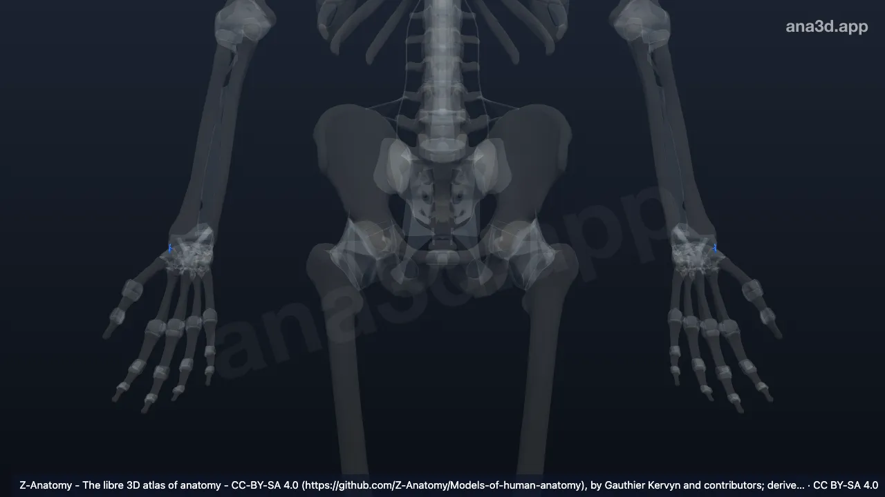 Modelo 3D: Ligamento colateral radial do carpo