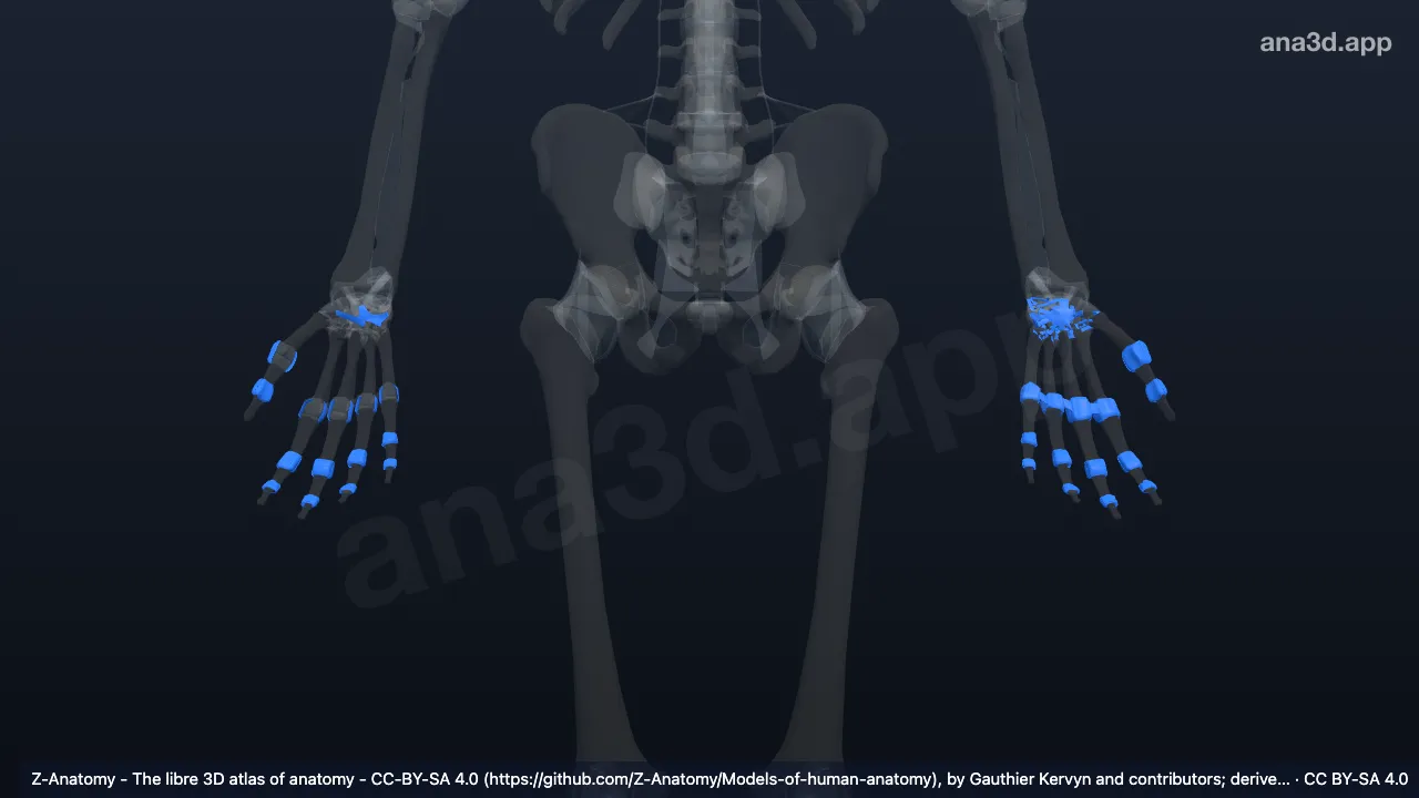 Modelo 3D: Articulaciones de la mano