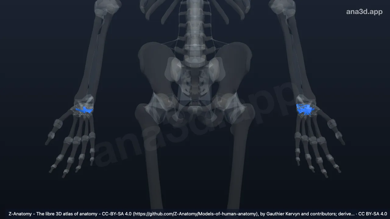 Modèle 3D : Articulations intercarpiennes