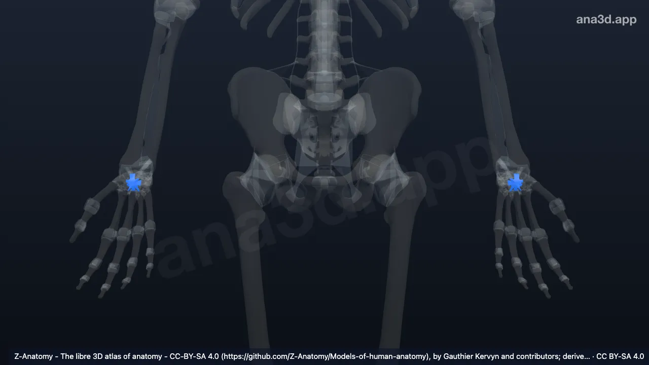 Modèle 3D : Ligament radié du carpe