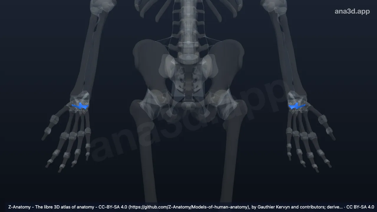 3D model: dorsal intercarpal ligaments